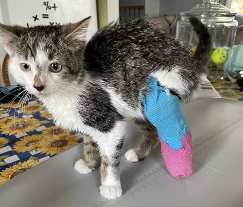 VALDA - Domestic Short Hair / Tabby available for adoption