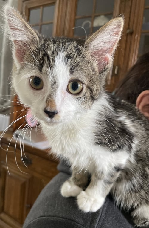 VALDA - Domestic Short Hair / Tabby available for adoption