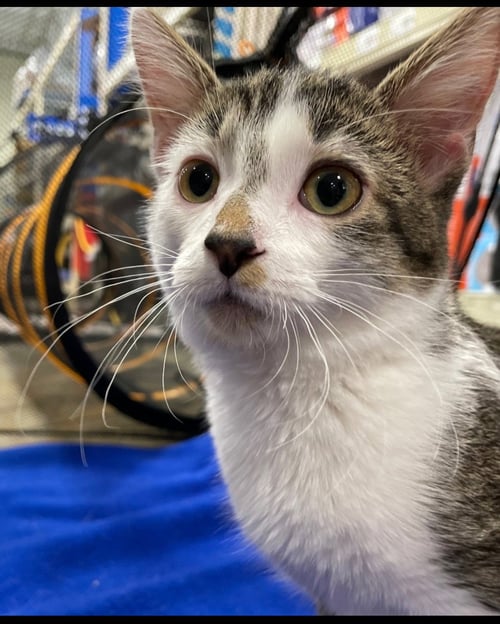 VALDA - Domestic Short Hair / Tabby available for adoption