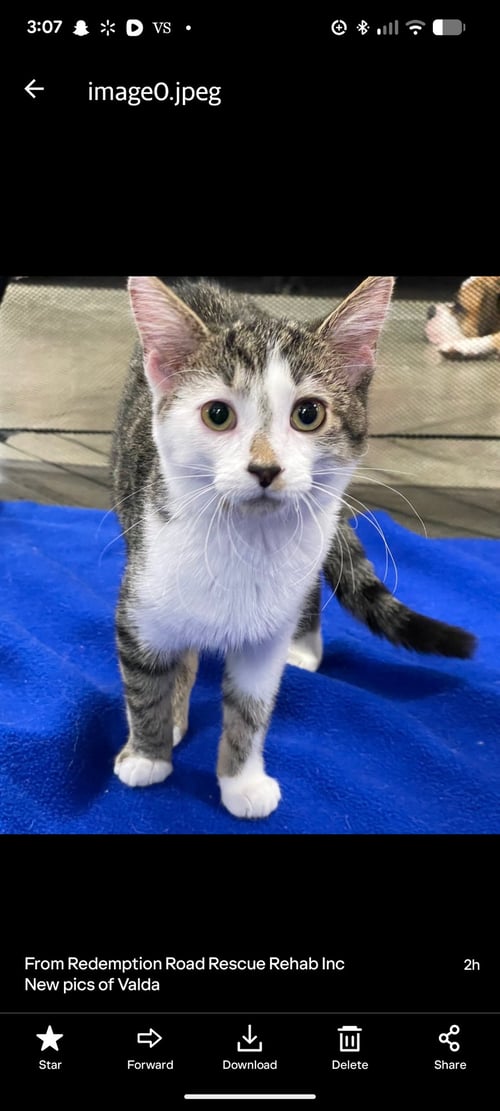 VALDA - Domestic Short Hair / Tabby available for adoption