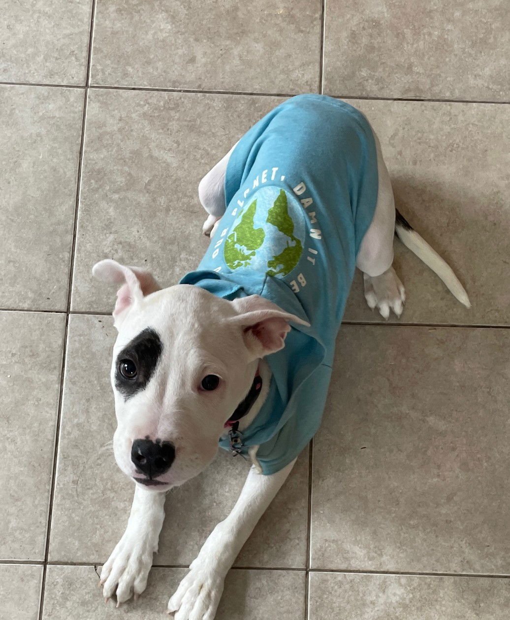 FREYA - Pit Bull Terrier available for adoption