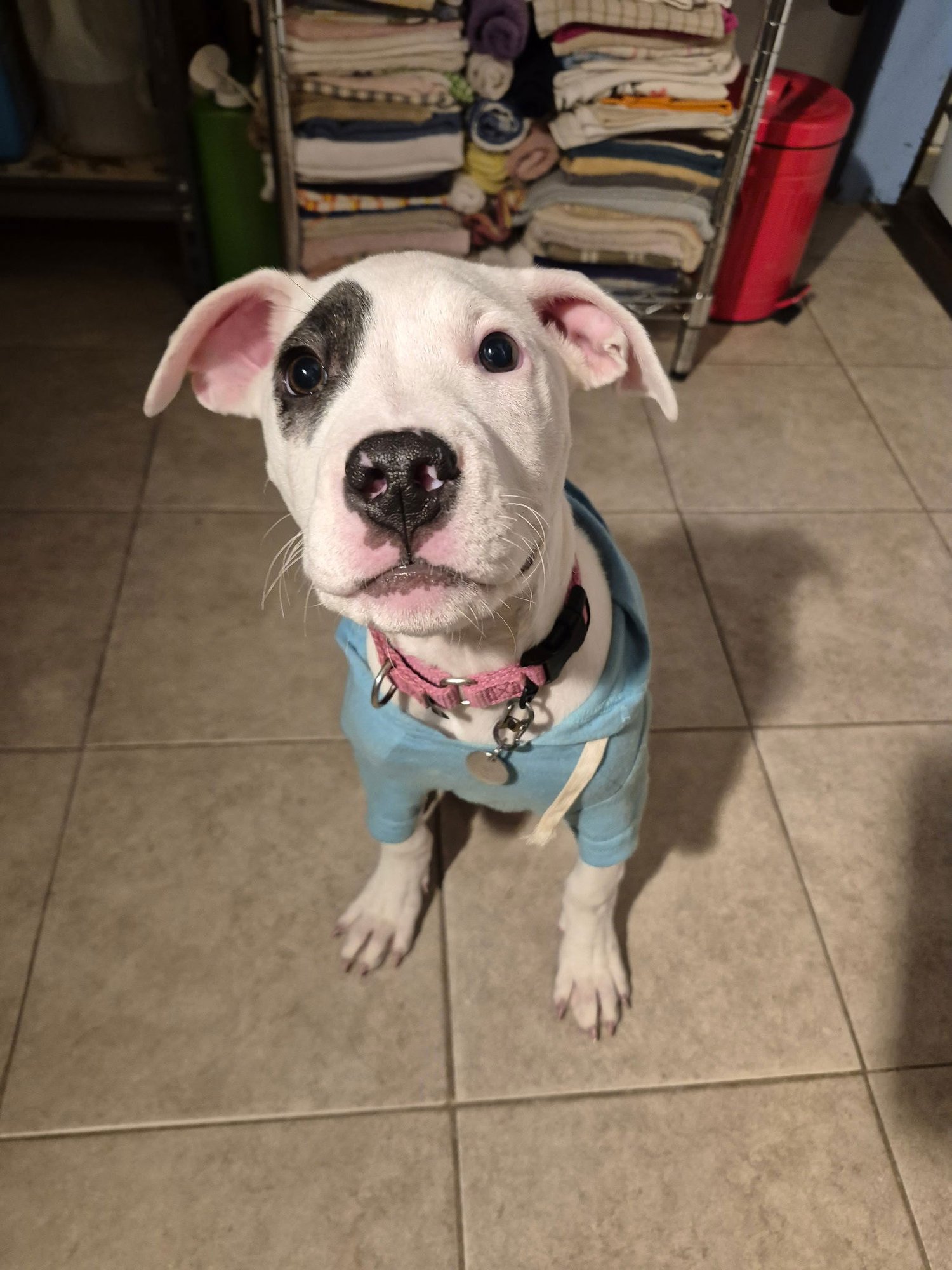 FREYA - Pit Bull Terrier available for adoption