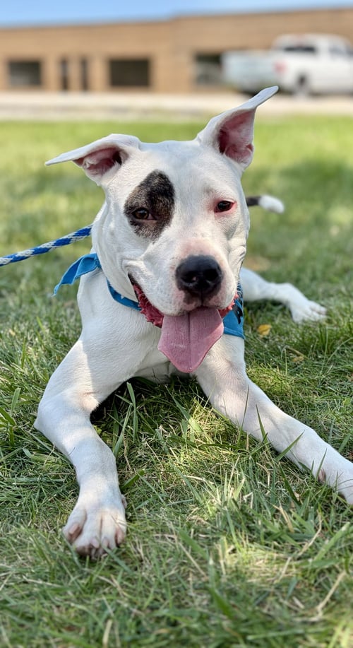 FREYA - Pit Bull Terrier for adoption in Kenosha