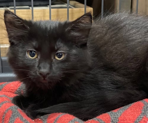 LINDEN - Domestic Medium Hair available for adoption