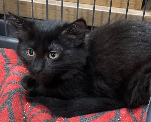 LINDEN - Domestic Medium Hair available for adoption