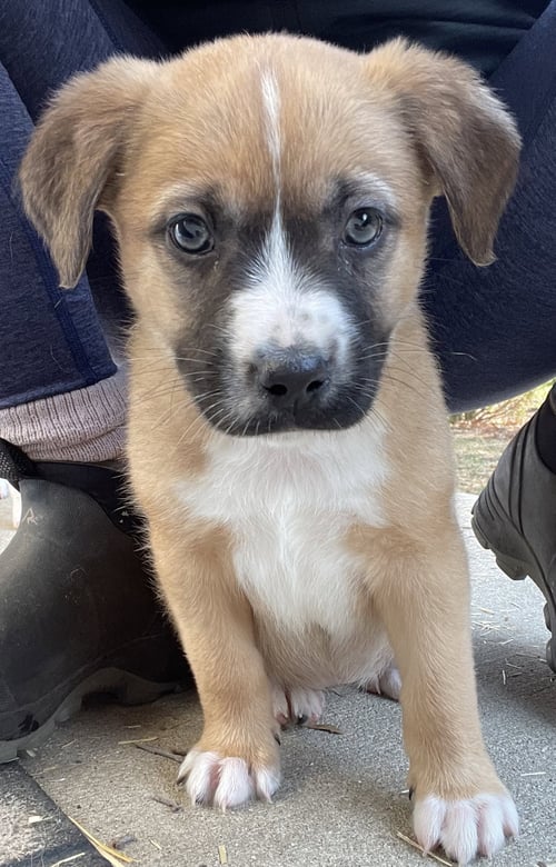 PENNE LANE - Anatolian Shepherd / Boxer available for adoption