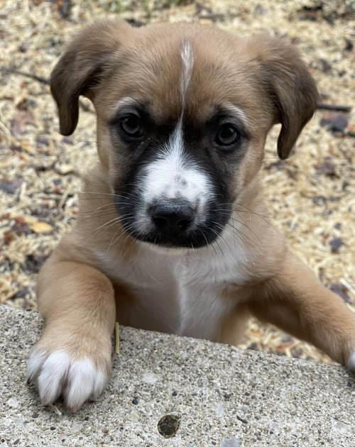 PENNE LANE - Anatolian Shepherd / Boxer available for adoption