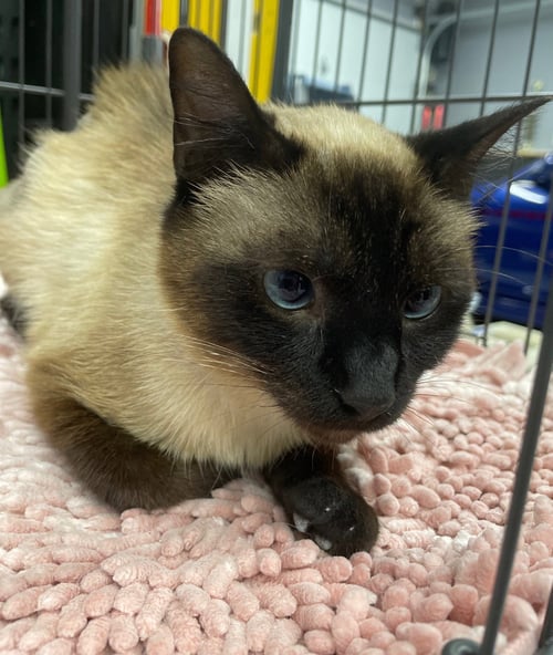 CANELLA - Siamese available for adoption
