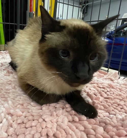 CANELLA - Siamese available for adoption