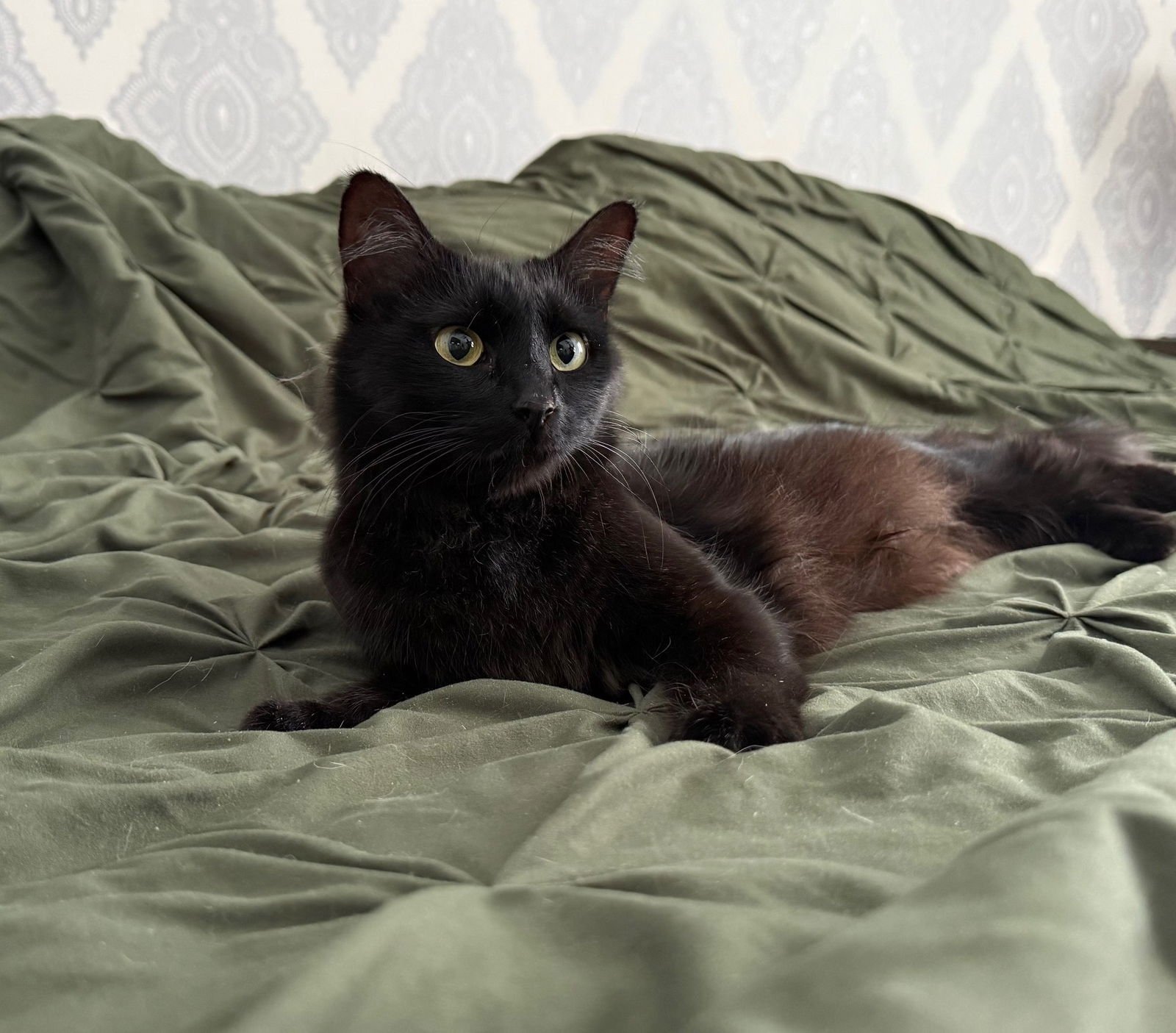 SHAKIRA - Domestic Long Hair available for adoption