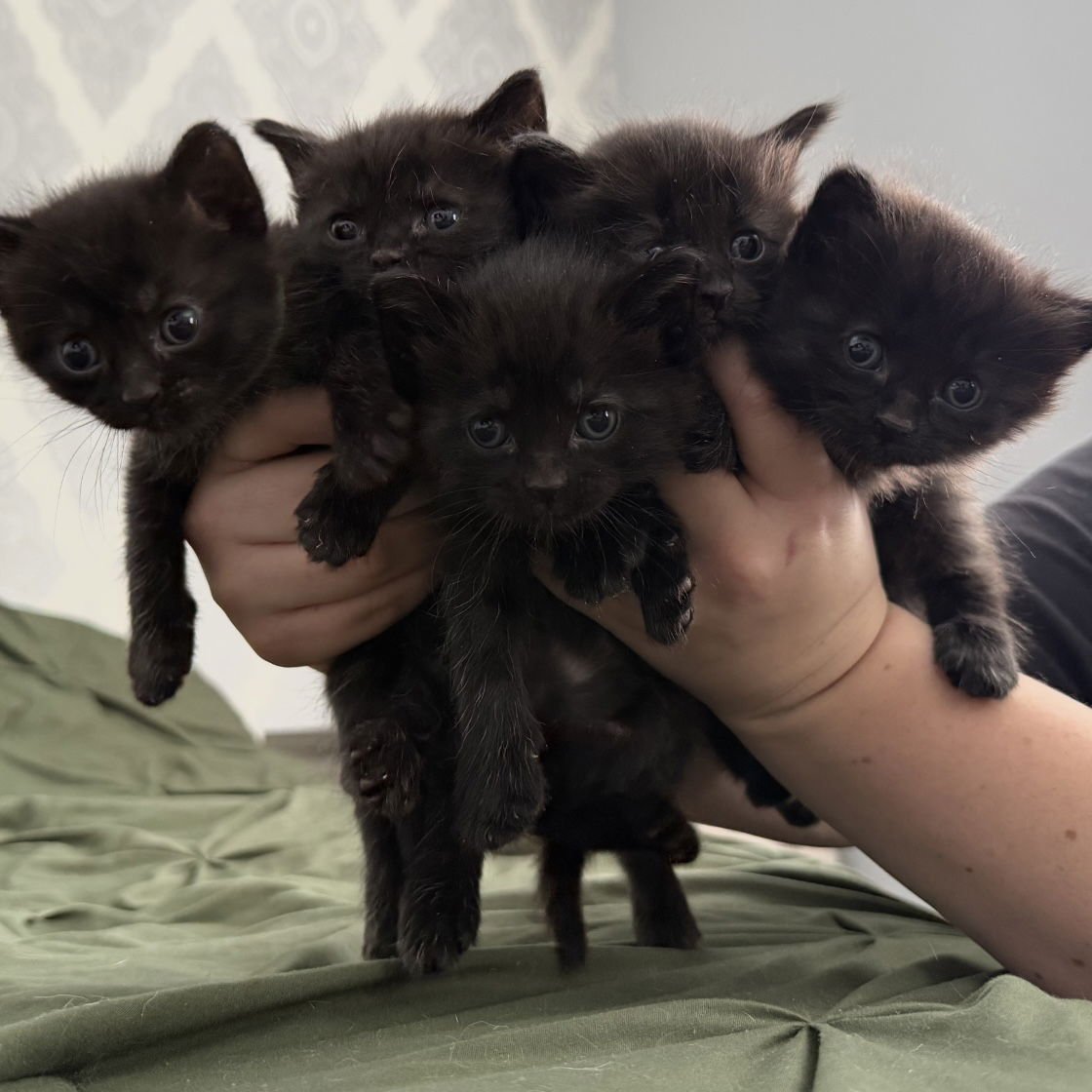 SHAKIRA - Domestic Long Hair available for adoption