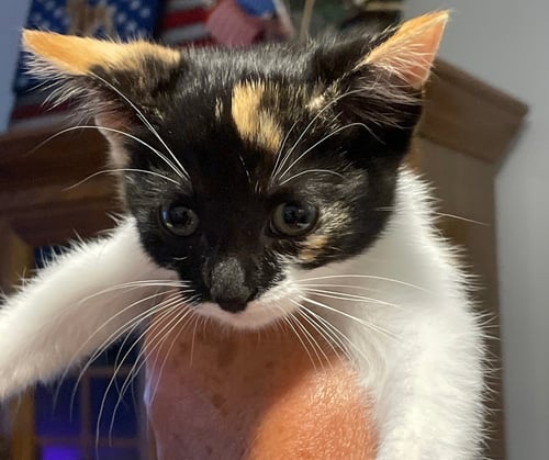ARI - Domestic Short Hair / Calico available for adoption