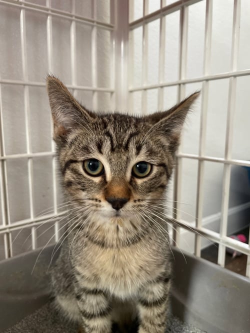 GIVENCHY - Tabby / Domestic Short Hair available for adoption