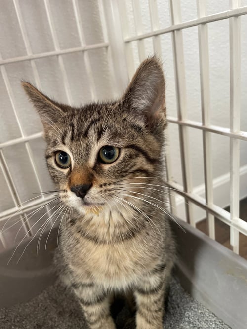 GIVENCHY - Tabby / Domestic Short Hair available for adoption