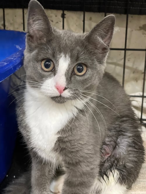 CHAUCY - Domestic Short Hair available for adoption