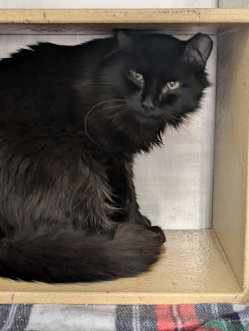 DEXY - Domestic Long Hair available for adoption
