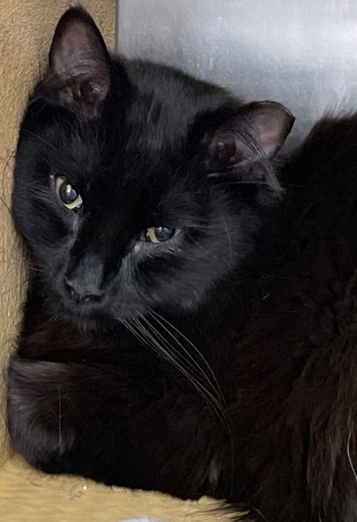 DEXY - Domestic Long Hair available for adoption