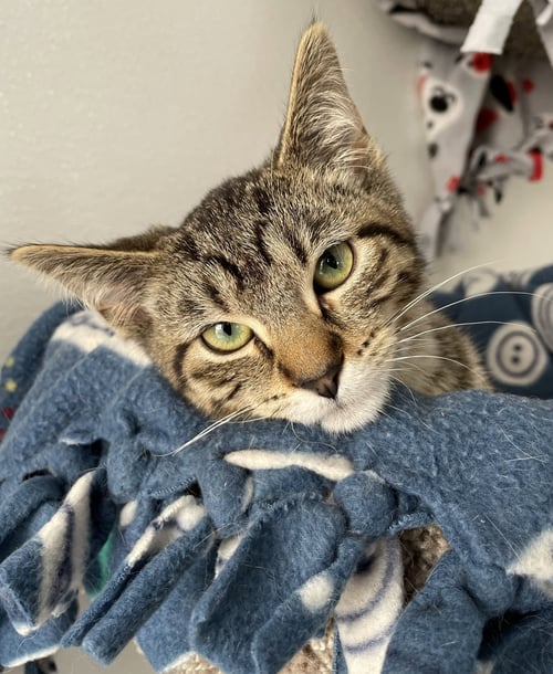 VALENTINA - Tabby / Domestic Short Hair available for adoption