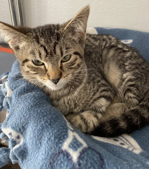 VALENTINA - Tabby / Domestic Short Hair available for adoption
