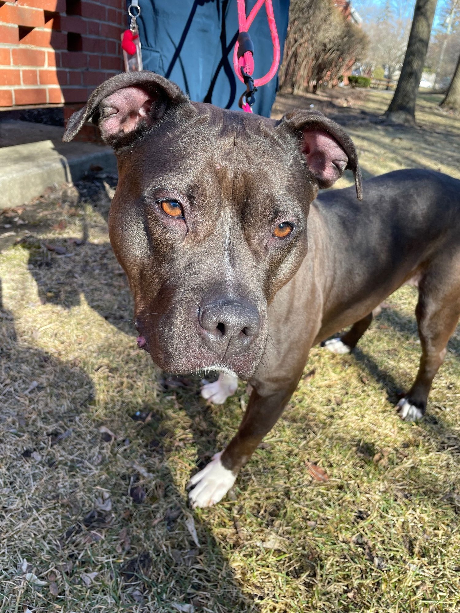 MAX - American Pit Bull Terrier available for adoption