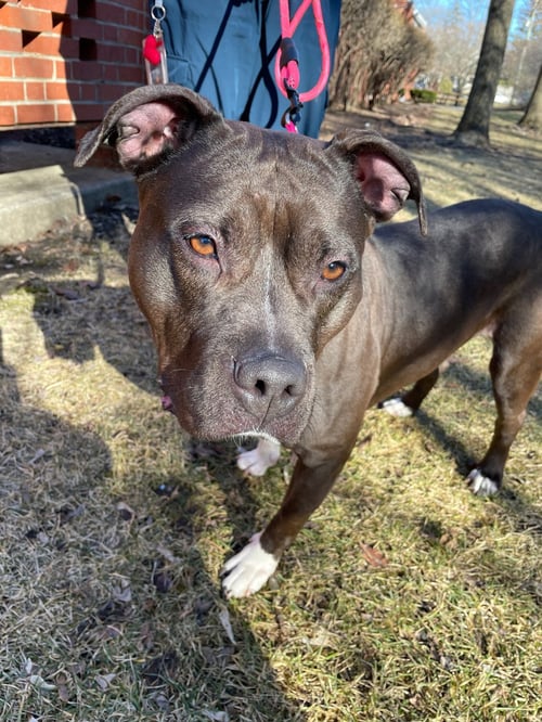 MAX - American Pit Bull Terrier available for adoption
