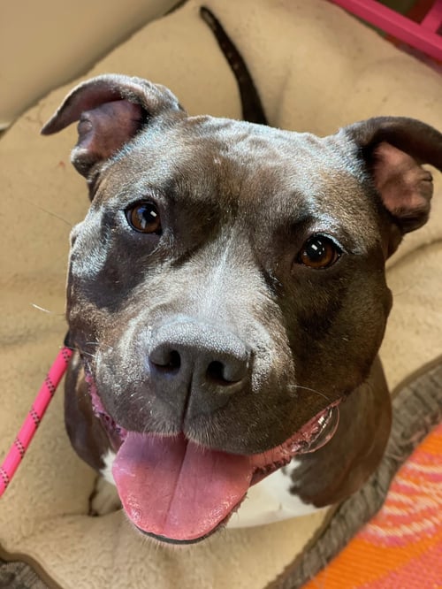 MAX - American Pit Bull Terrier available for adoption