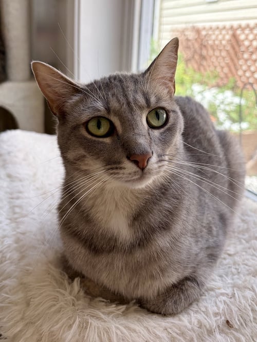 STELLA ARTOIS - Domestic Short Hair / Tabby available for adoption