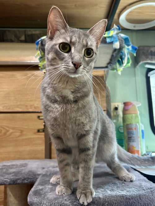 STELLA ARTOIS - Domestic Short Hair / Tabby available for adoption
