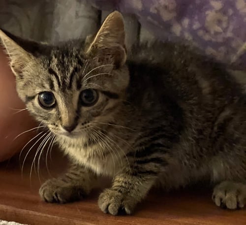 JOURNEY - Tabby / Domestic Short Hair available for adoption