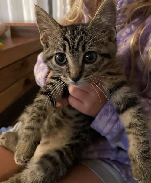 JOURNEY - Tabby / Domestic Short Hair available for adoption