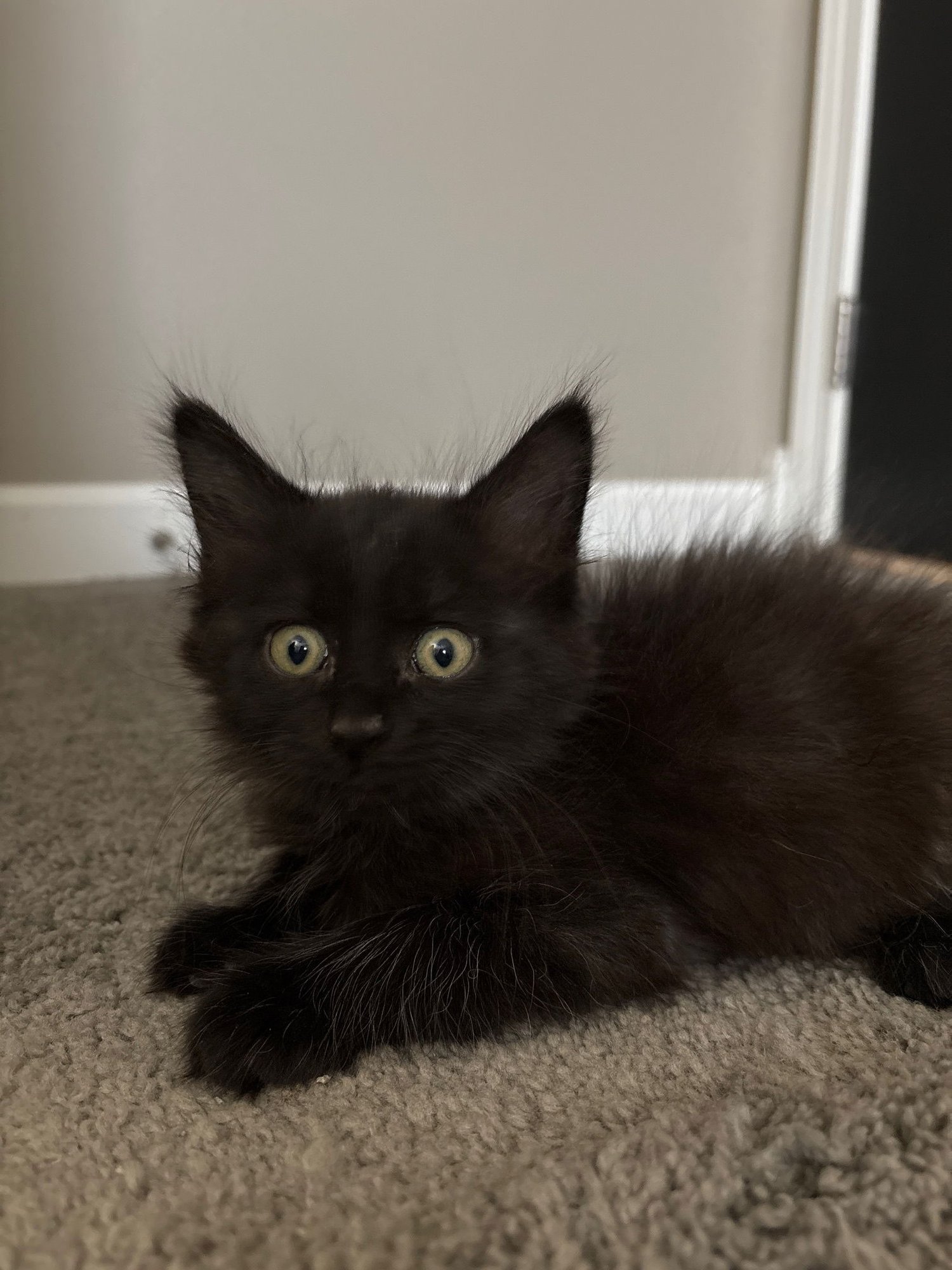 LOBA - Domestic Medium Hair available for adoption