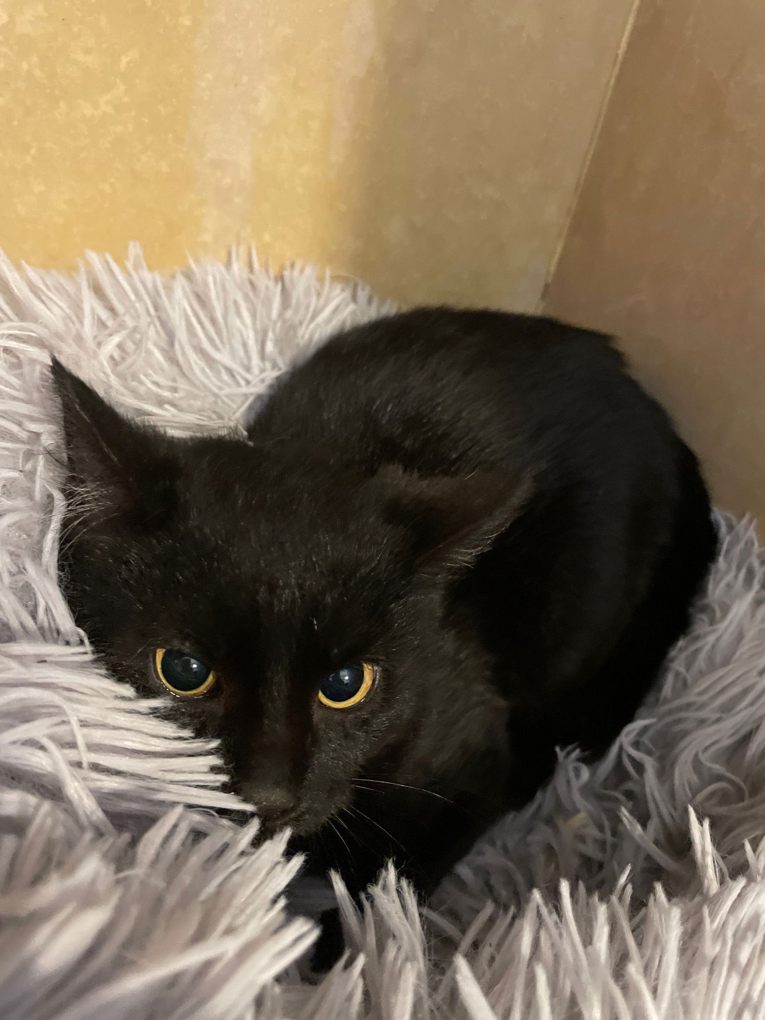 SCOOTER - Domestic Short Hair available for adoption