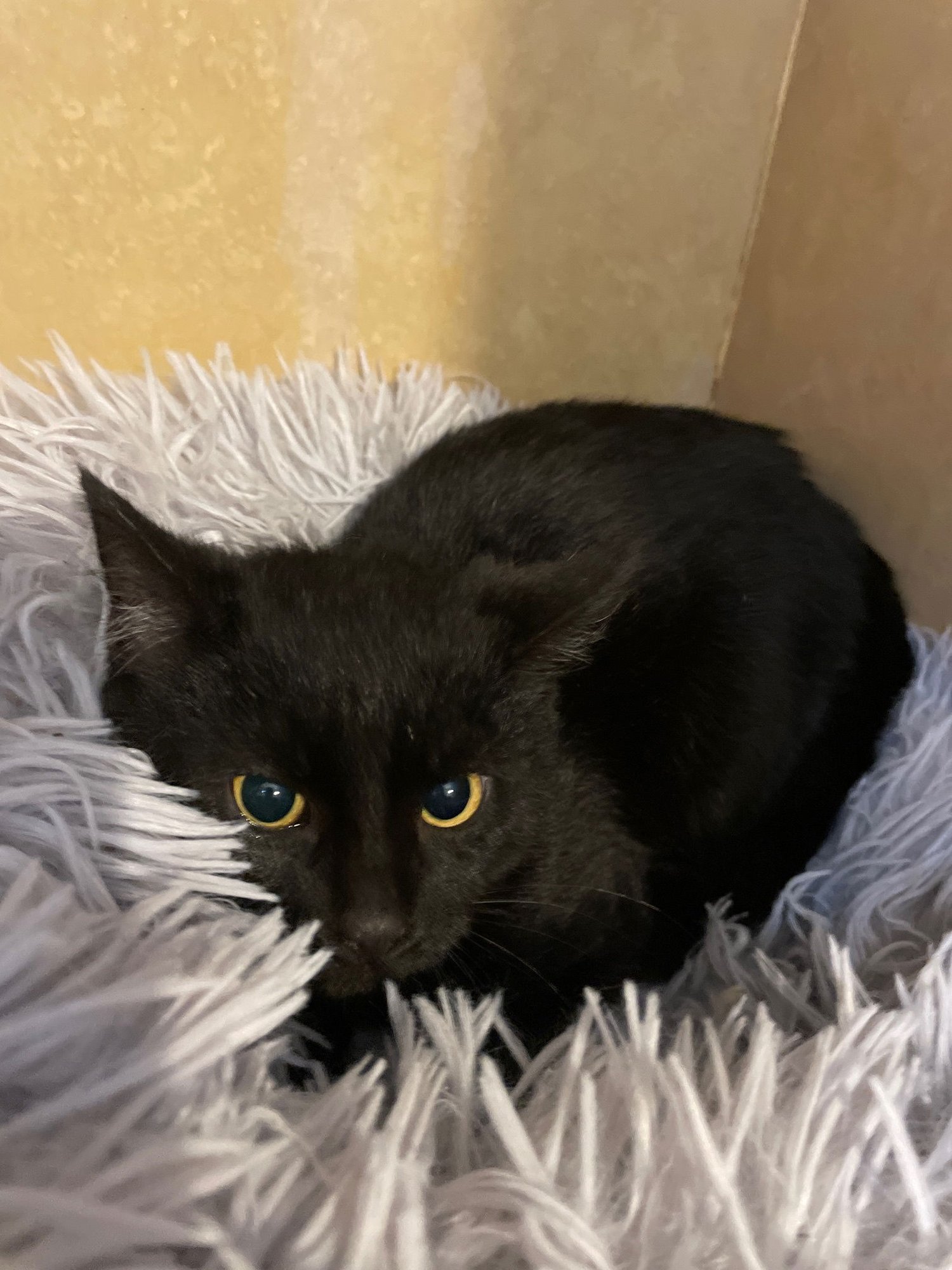 SCOOTER - Domestic Short Hair available for adoption