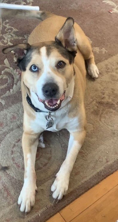 KIPPY - Husky / Pit Bull Terrier available for adoption