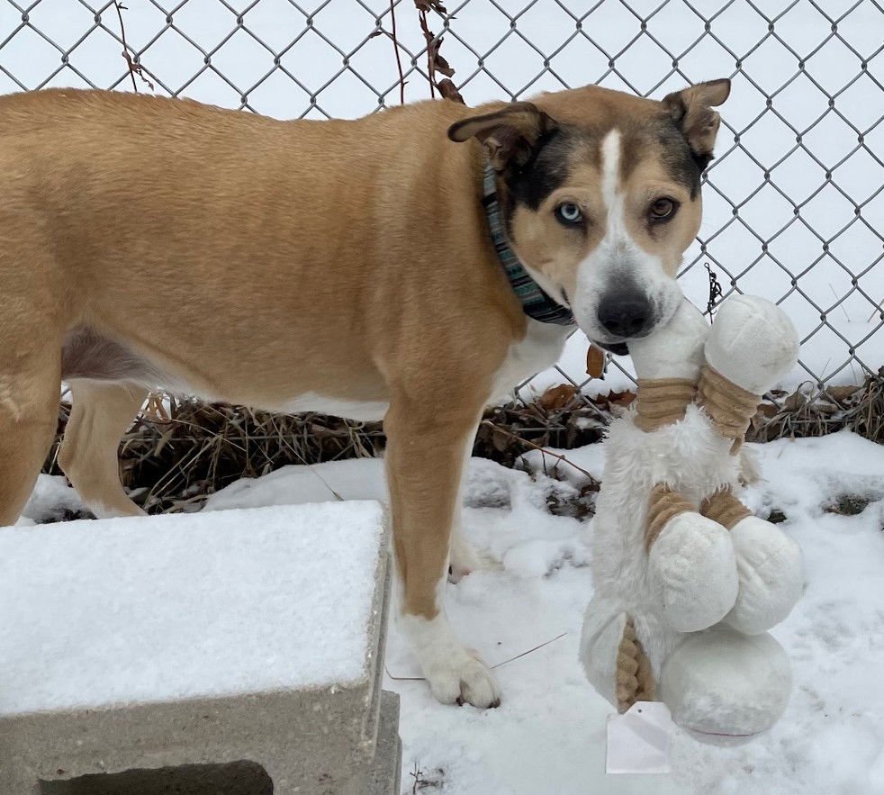 KIPPY - Husky / Pit Bull Terrier available for adoption