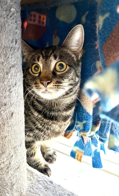 MOONLIGHT - Tabby / Domestic Short Hair available for adoption