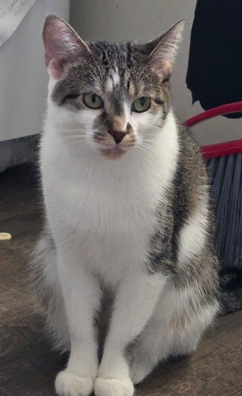 DART - Tabby / Domestic Short Hair available for adoption