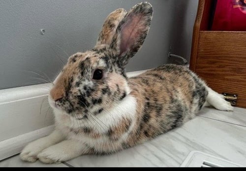 PATCHES - Harlequin available for adoption