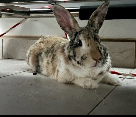PATCHES - Harlequin available for adoption