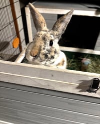Patches - Photo 3