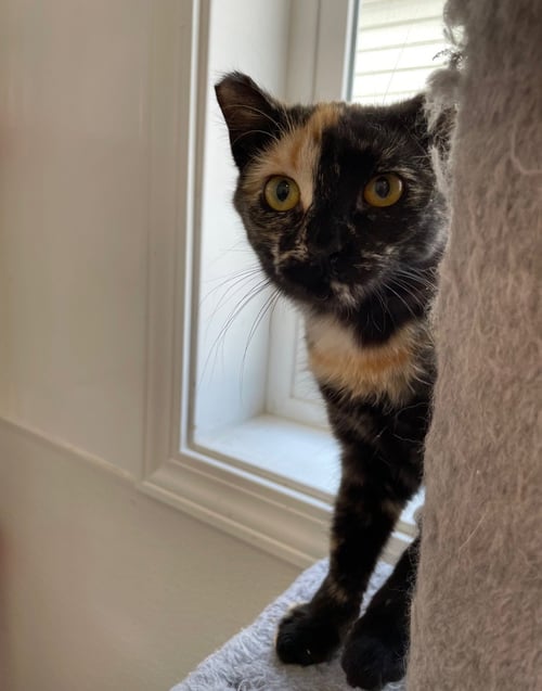 LAGERTHA - Tortoiseshell / Domestic Short Hair available for adoption
