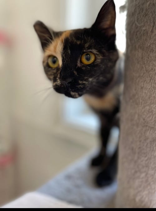 LAGERTHA - Tortoiseshell / Domestic Short Hair available for adoption