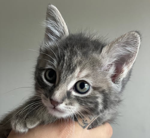 RORONOA - Tabby / Domestic Short Hair available for adoption
