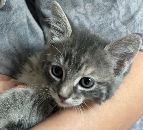 RORONOA - Tabby / Domestic Short Hair available for adoption