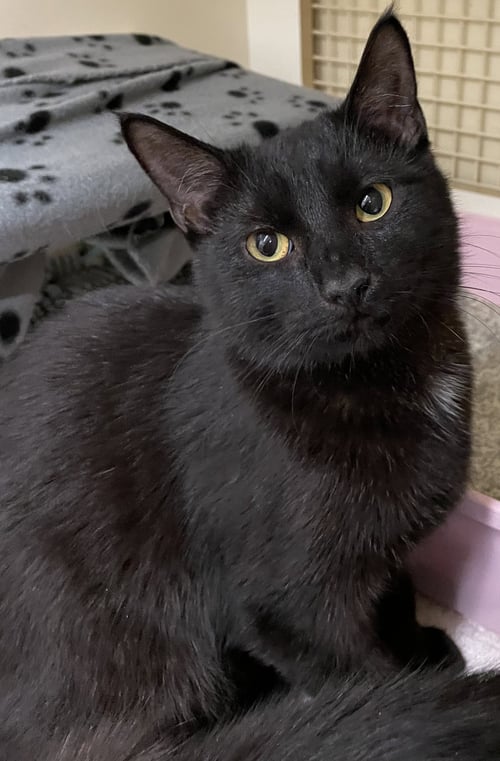 VAN HELSING - Domestic Short Hair available for adoption