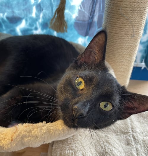VAN HELSING - Domestic Short Hair available for adoption
