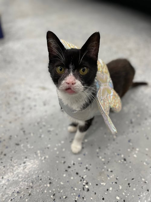 OLEANDER - Domestic Short Hair available for adoption