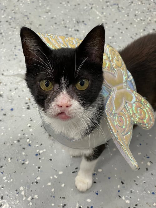OLEANDER - Domestic Short Hair available for adoption