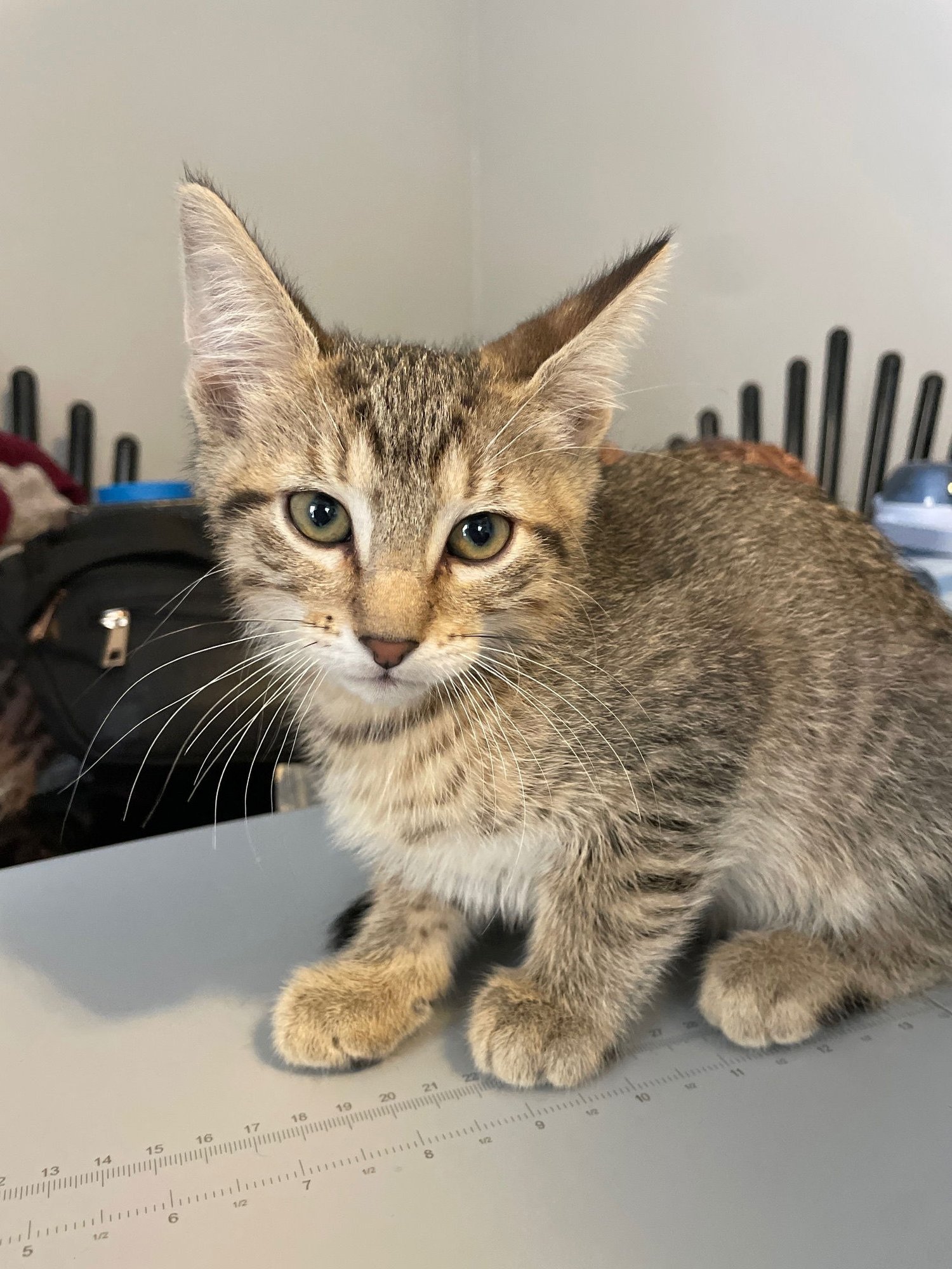 NOVA - Tabby / Domestic Short Hair available for adoption