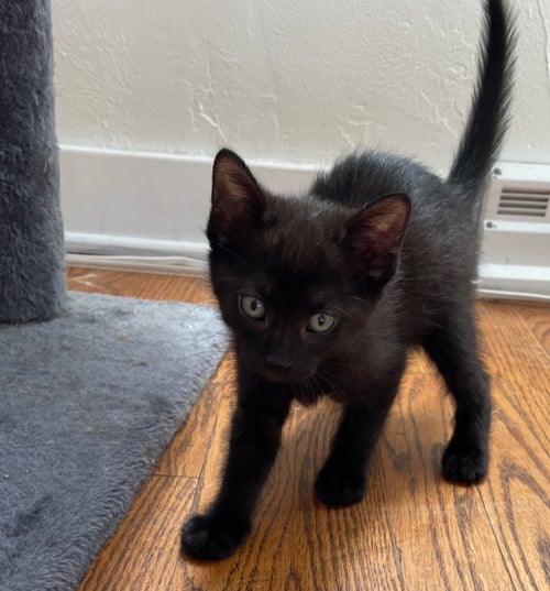ATHOS - Domestic Short Hair available for adoption